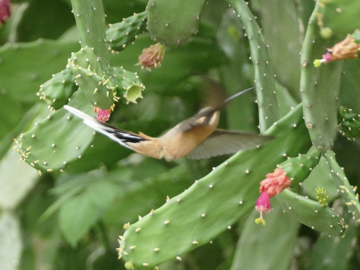 Planalto Hermit - ML611027200