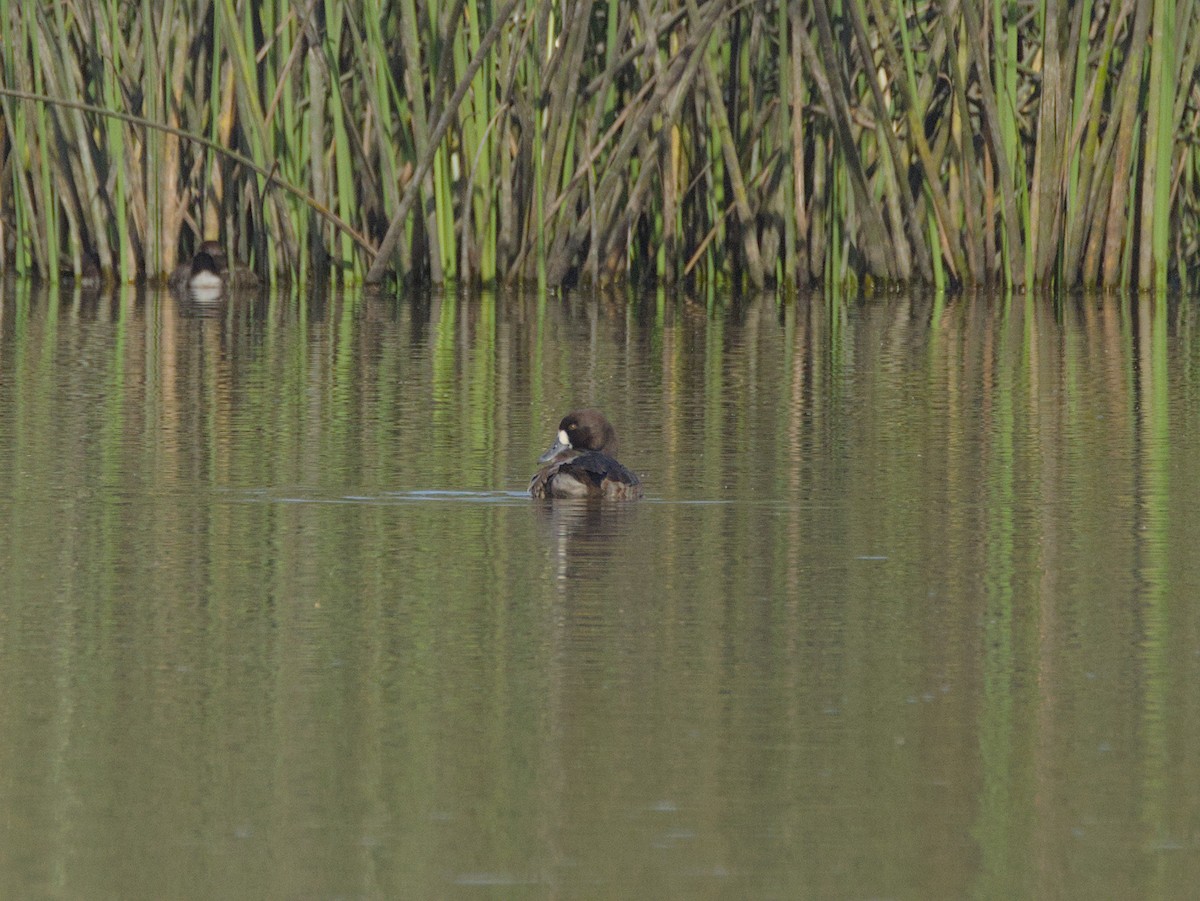 Greater Scaup - ML611027215