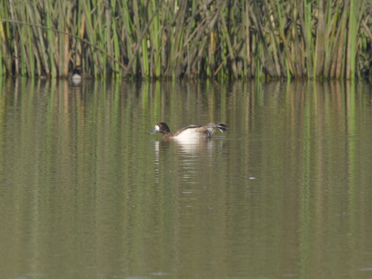 Greater Scaup - Antonio Maldonado