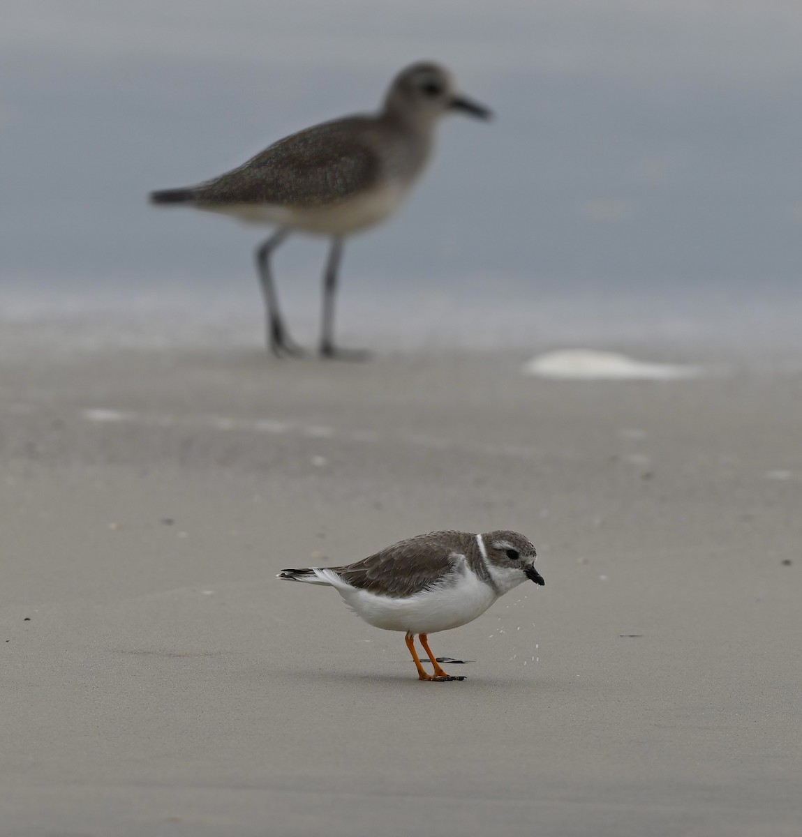Piping Plover - ML611027295