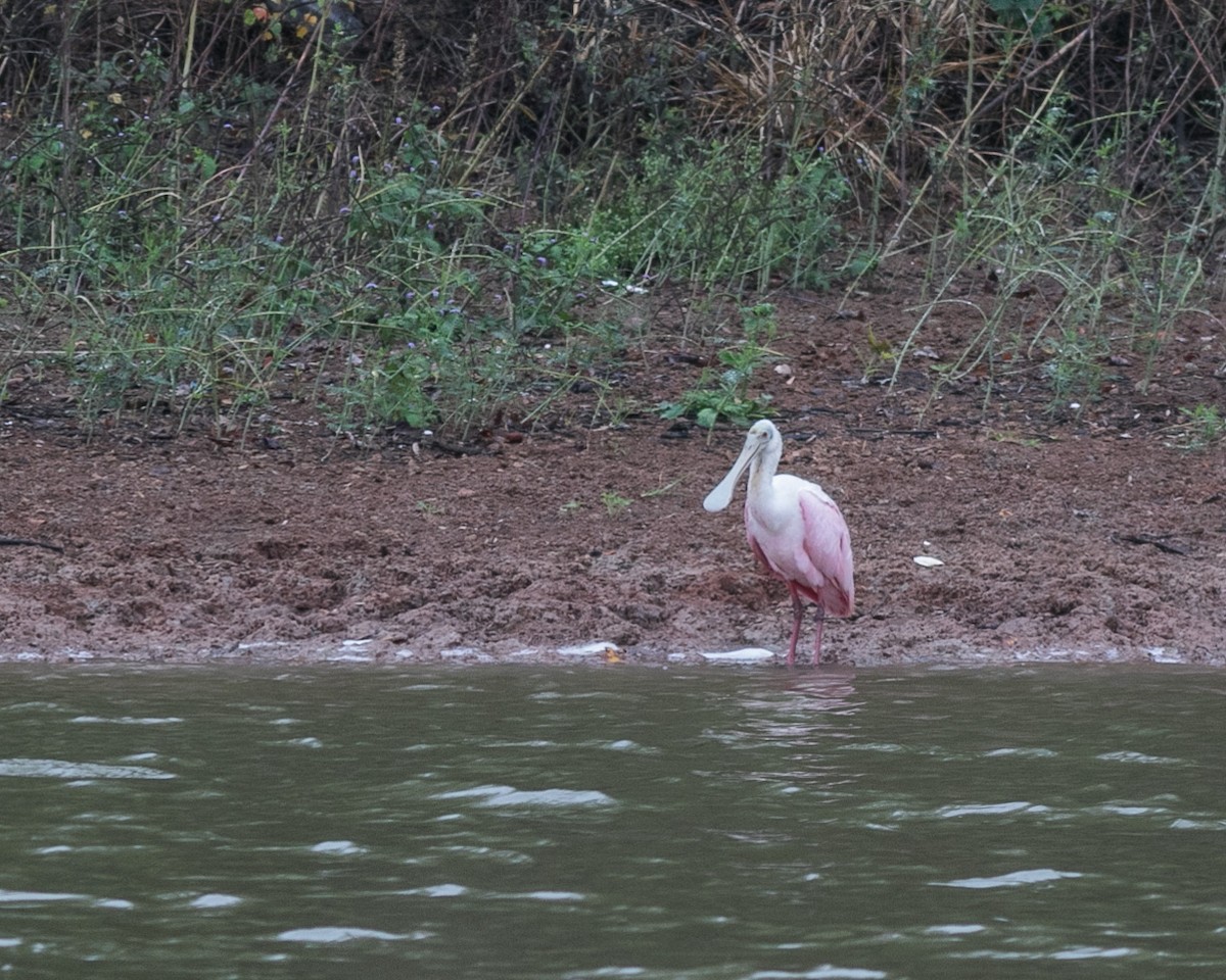 Roseate Spoonbill - ML611027306