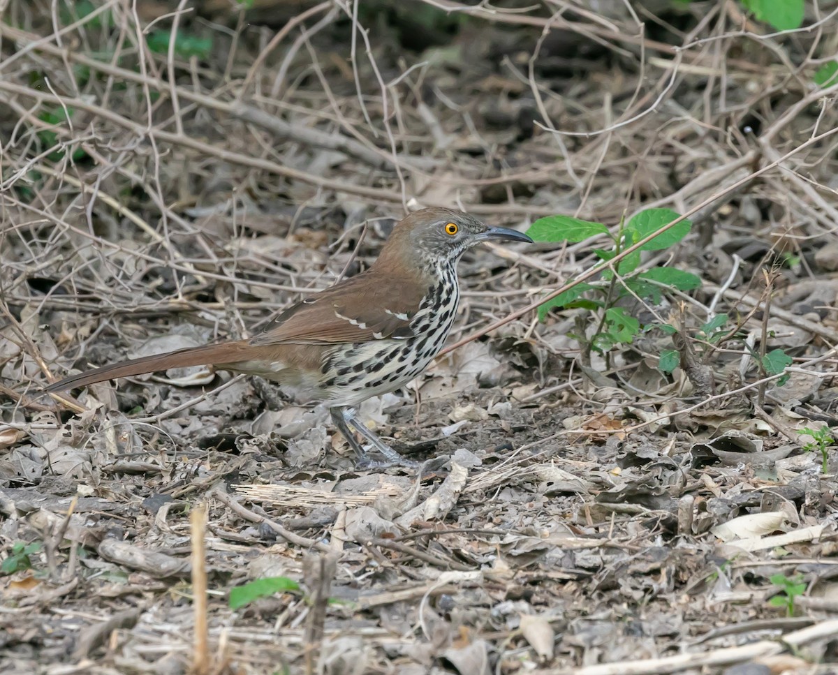Long-billed Thrasher - ML611027308