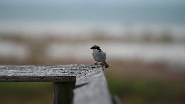 Loggerhead Shrike - ML611027421