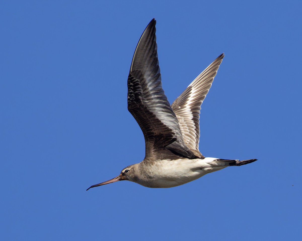 Hudsonian Godwit - ML611027422