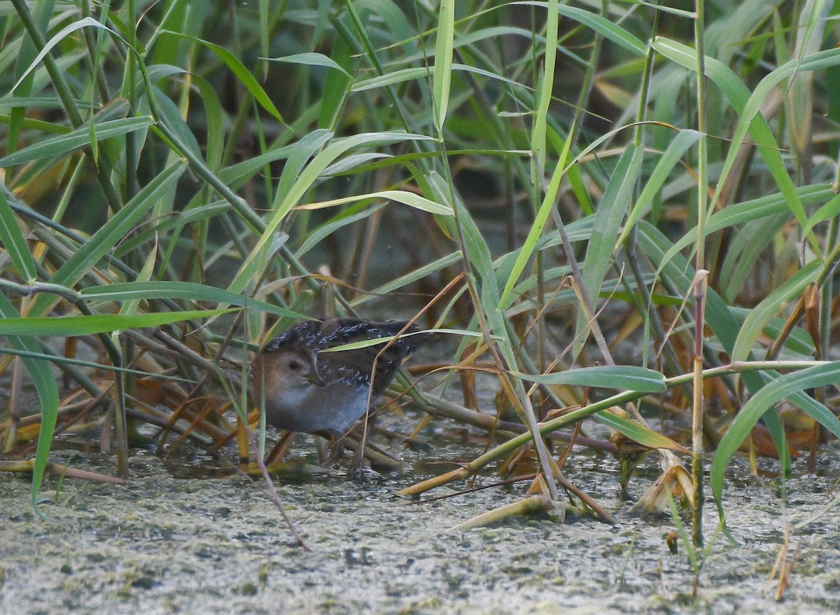 Baillon's Crake - ML611027497