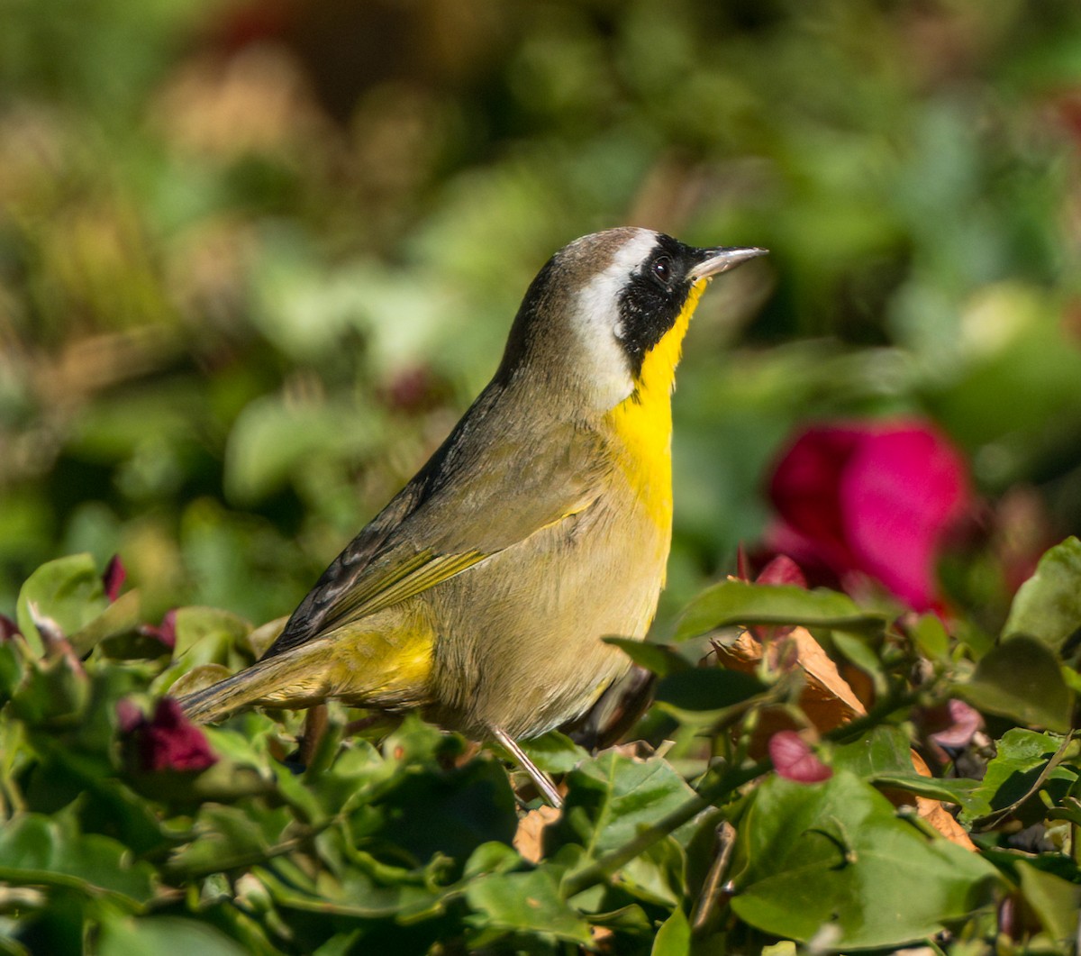 Common Yellowthroat - Steve Colwell