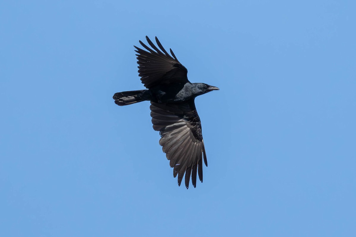 Fish Crow - ML611027585