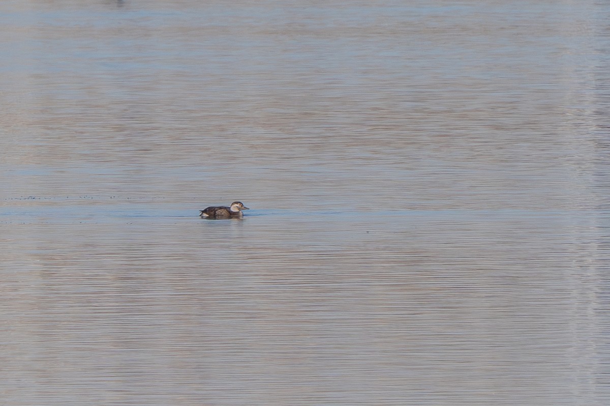 Long-tailed Duck - Robert Raker