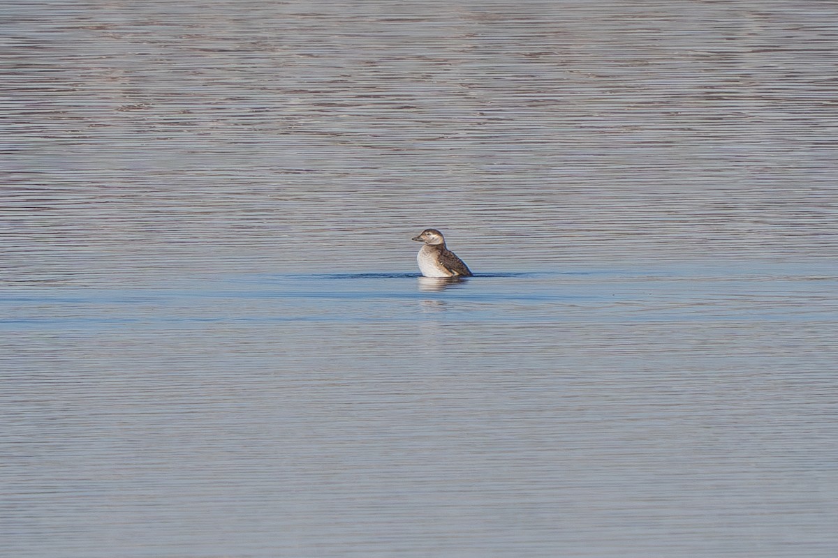 Long-tailed Duck - ML611027589