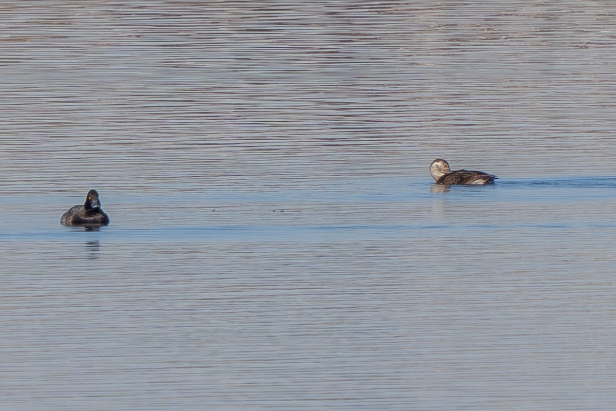 Long-tailed Duck - Robert Raker