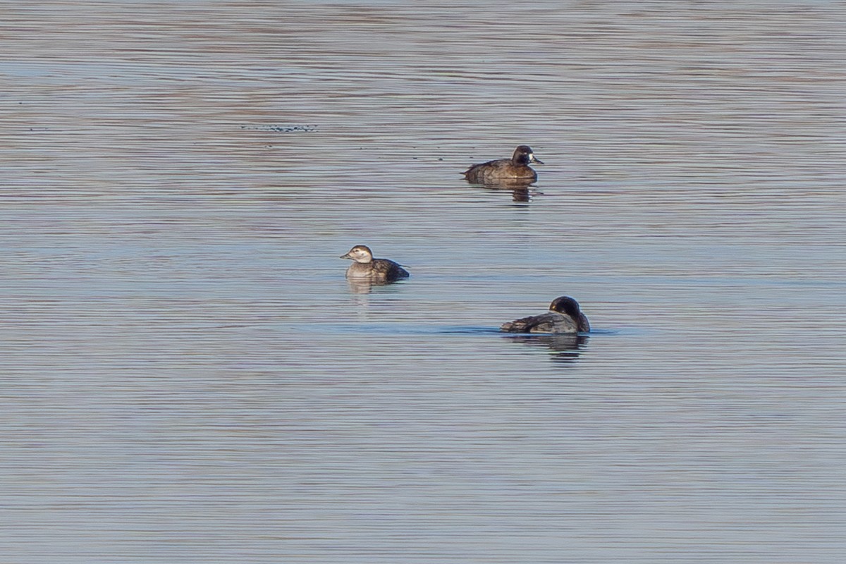 Long-tailed Duck - Robert Raker