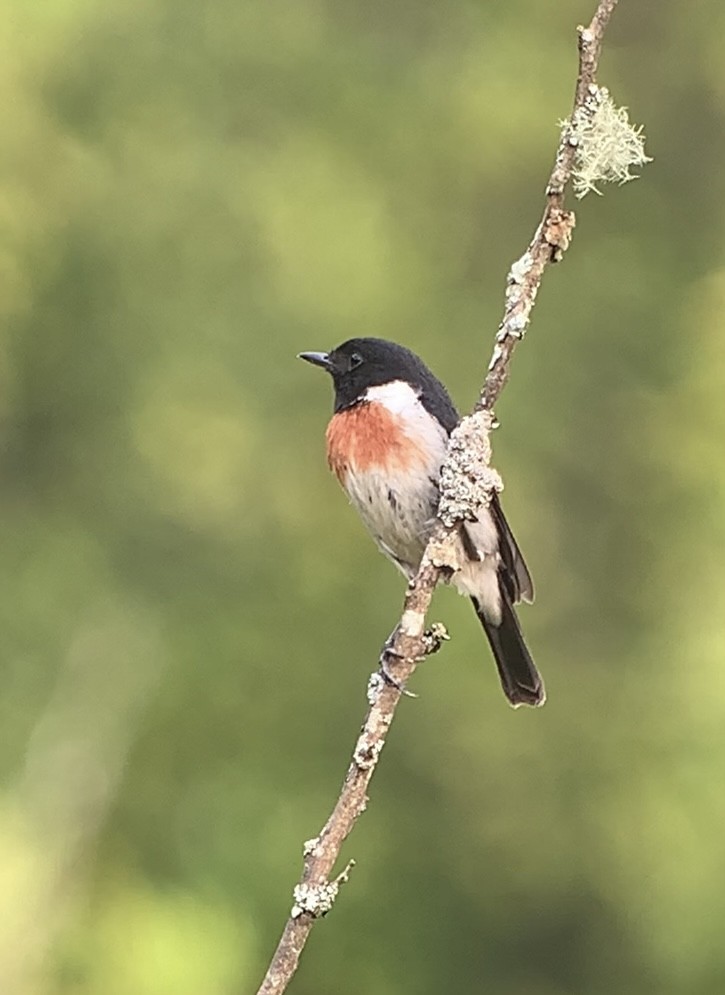 African Stonechat - ML611027653
