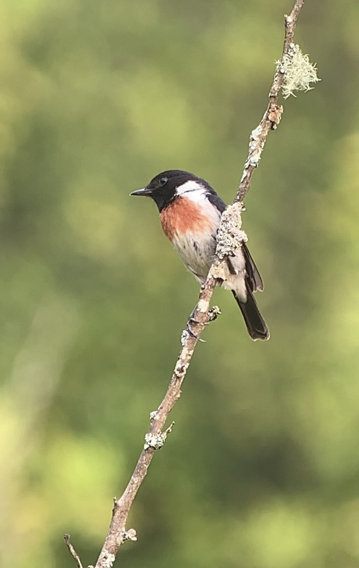 African Stonechat - ML611027673