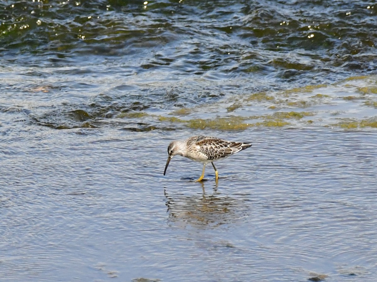 Bécasseau à échasses - ML611027692