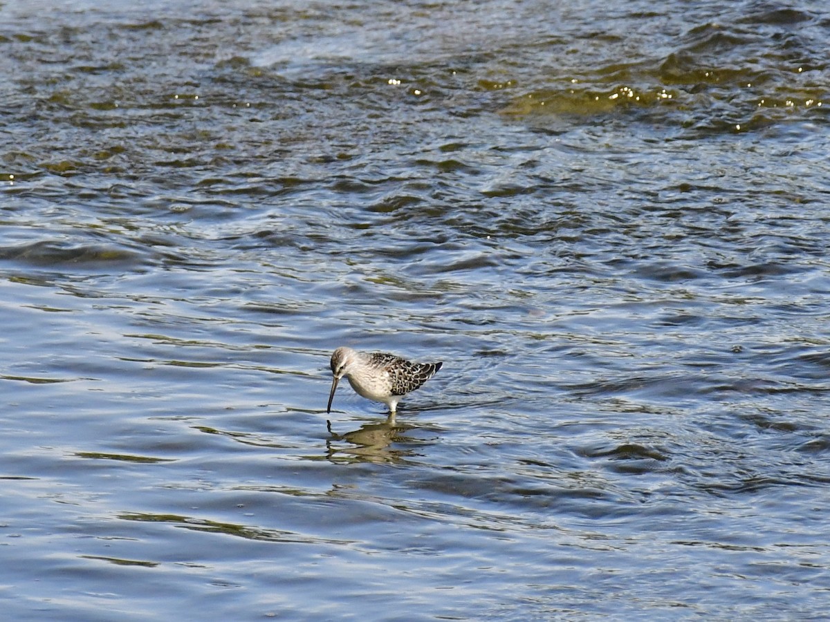 Bindenstrandläufer - ML611027693