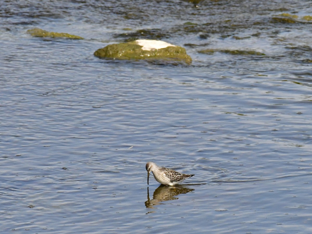 Bindenstrandläufer - ML611027694