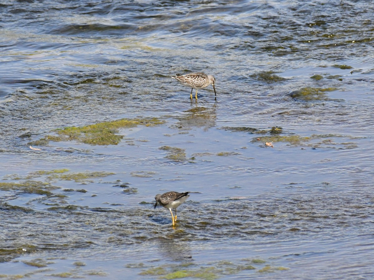 Stilt Sandpiper - ML611027696