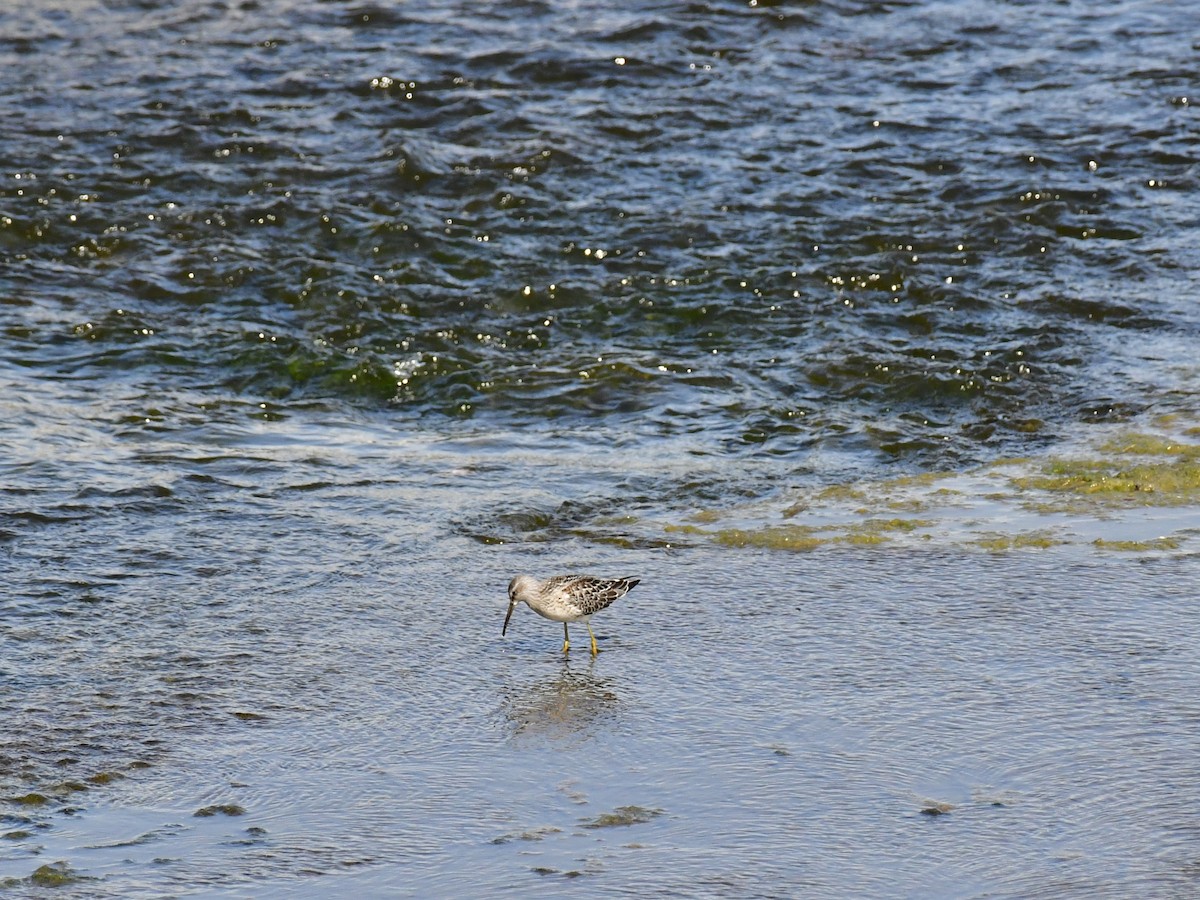 Bécasseau à échasses - ML611027697