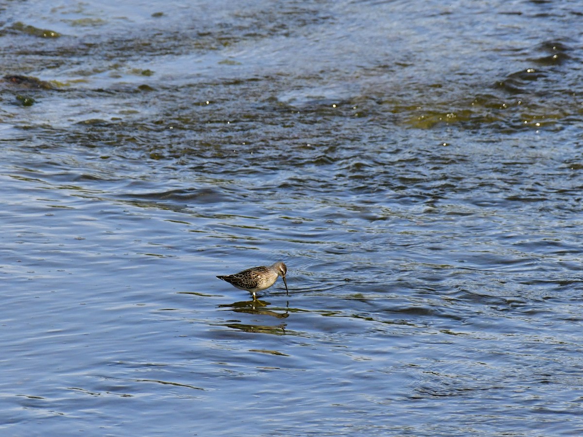 Bécasseau à échasses - ML611027707