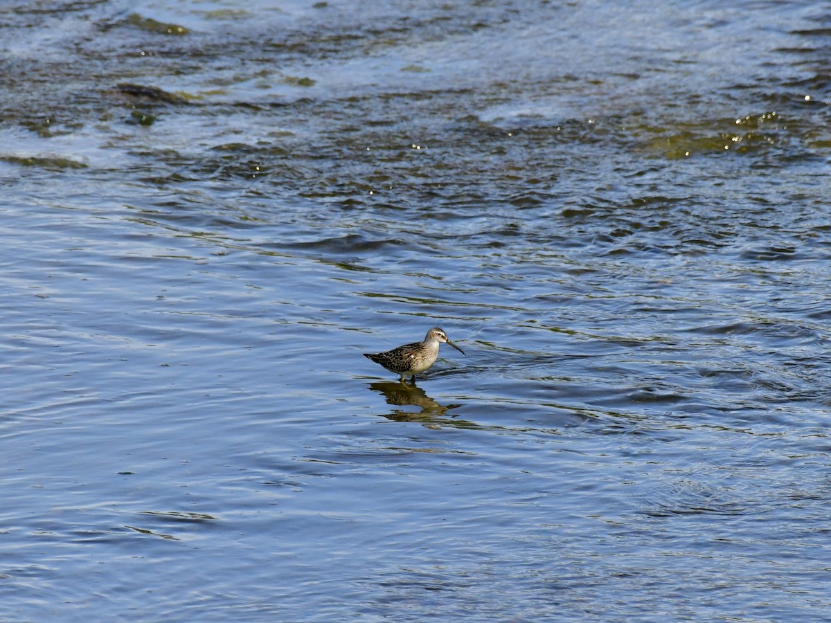 Stilt Sandpiper - ML611027708