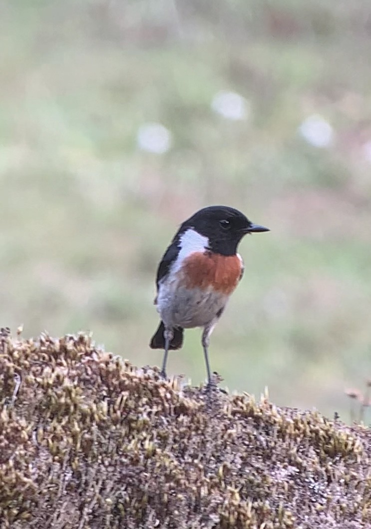 African Stonechat - ML611027709