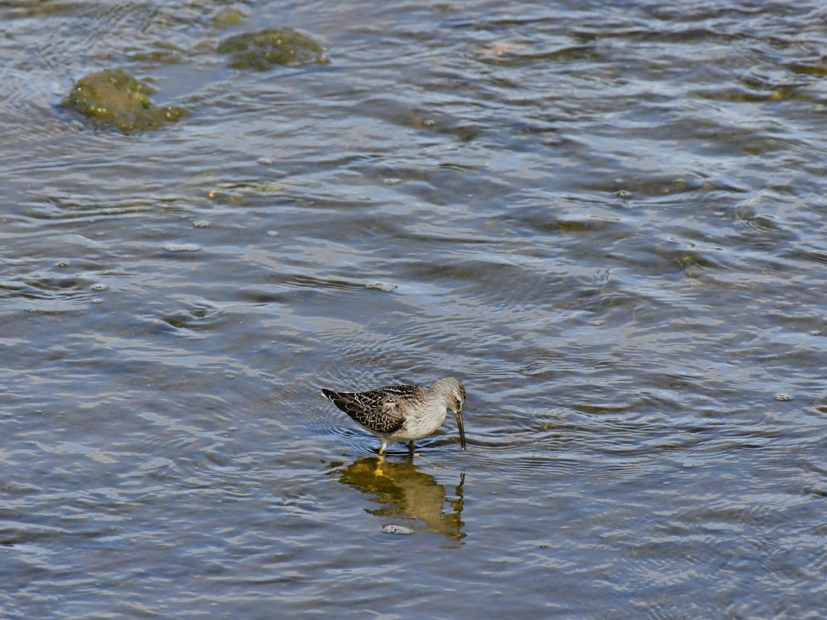 Stilt Sandpiper - ML611027716