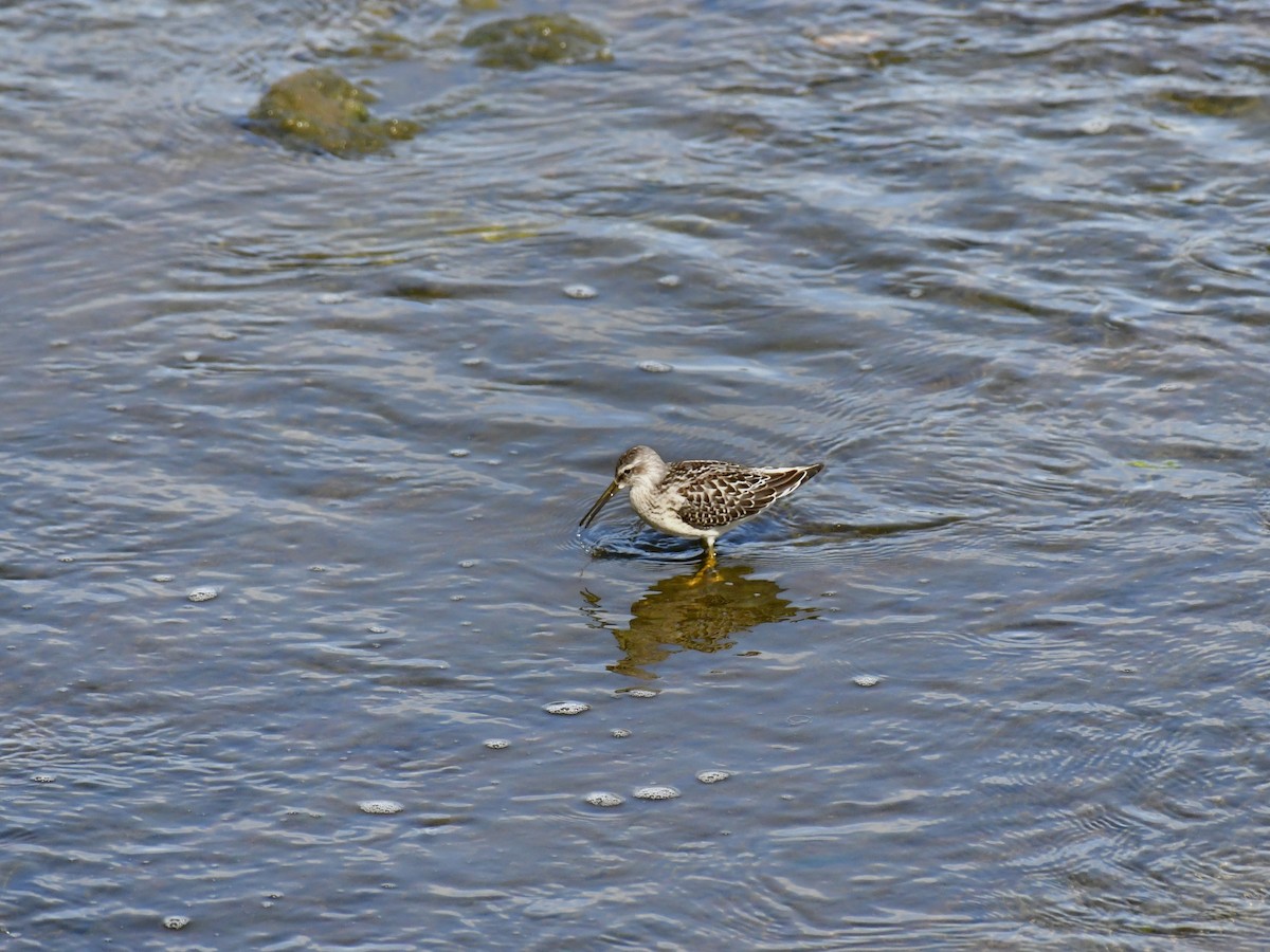 Bécasseau à échasses - ML611027717