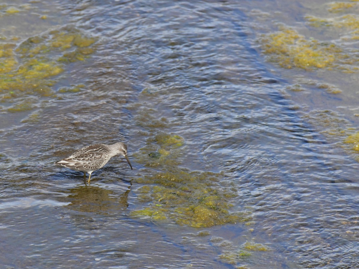 Bécasseau à échasses - ML611027718