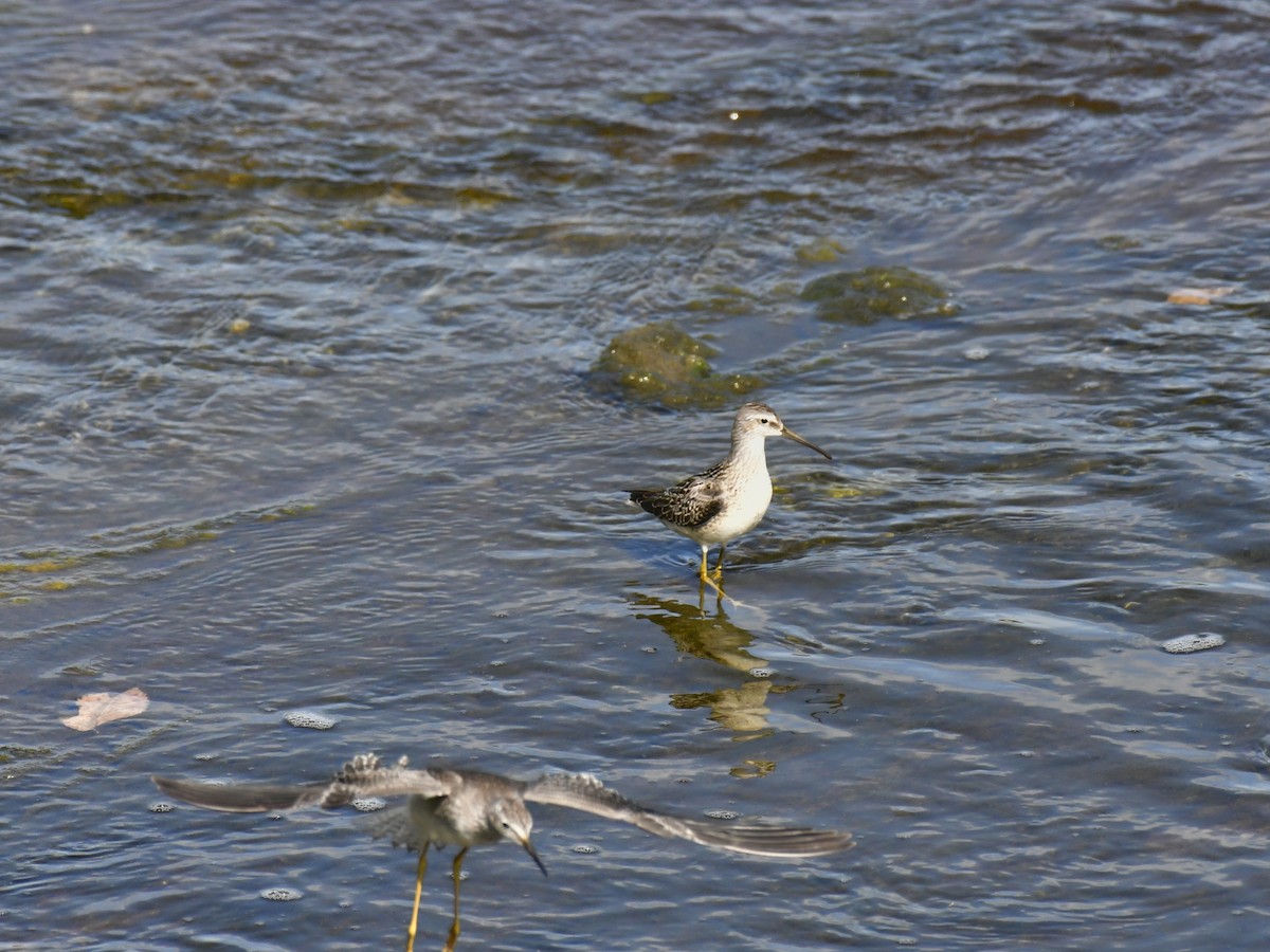 Bécasseau à échasses - ML611027719