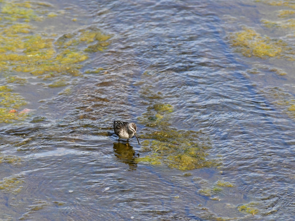 Bécasseau à échasses - ML611027720