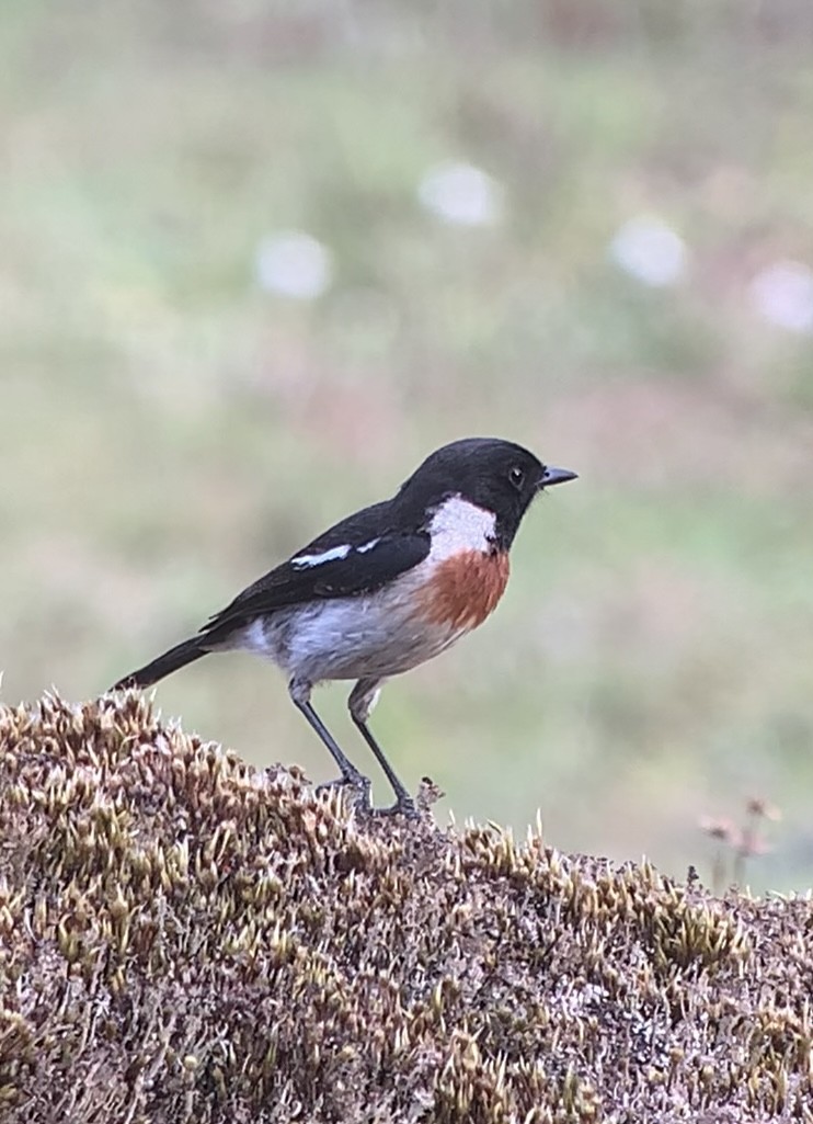 African Stonechat - ML611027722