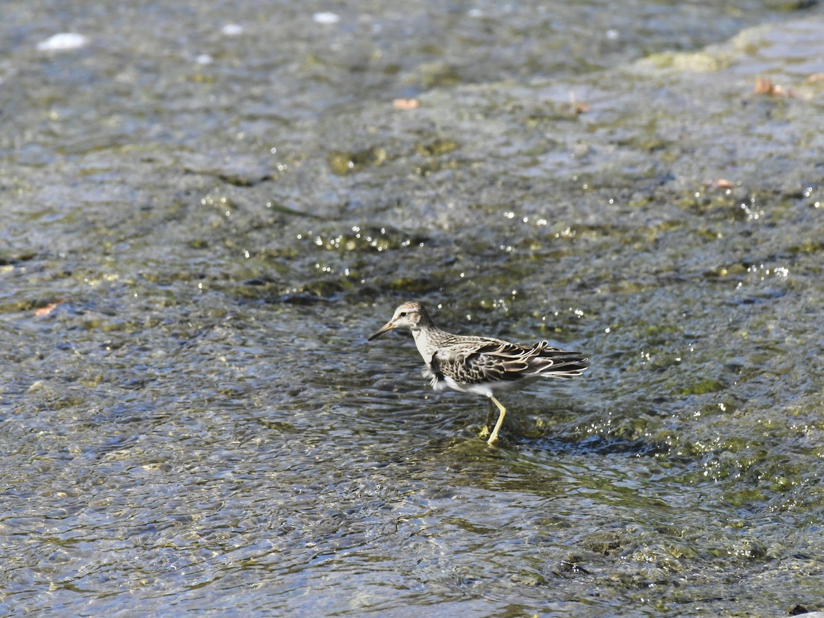 Pectoral Sandpiper - ML611027732