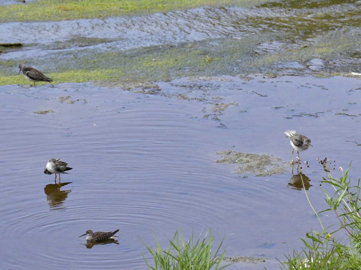 Lesser Yellowlegs - ML611027740