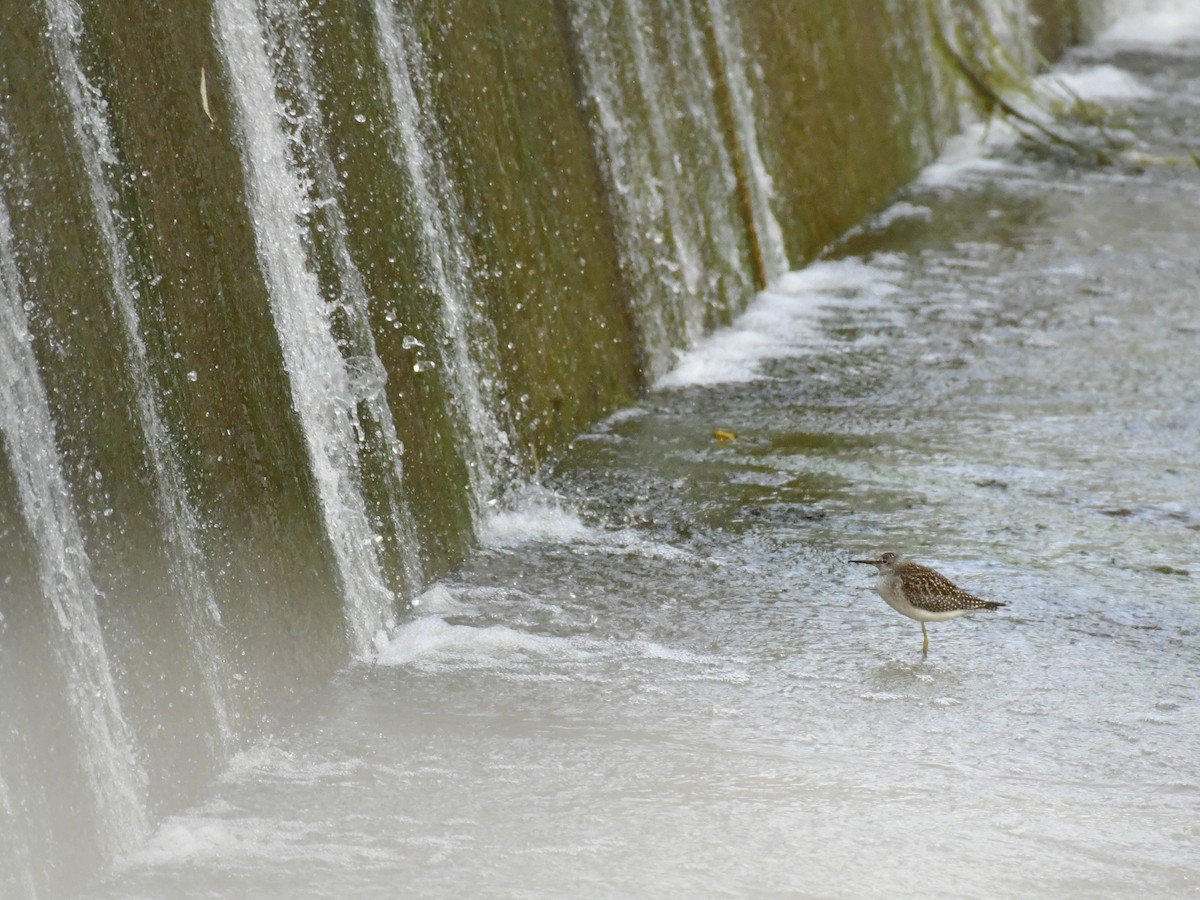 Lesser Yellowlegs - ML611027742