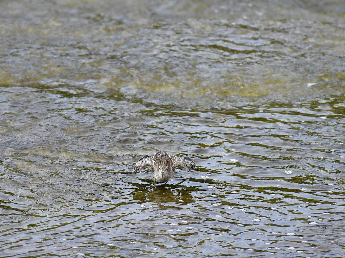 Lesser Yellowlegs - ML611027743