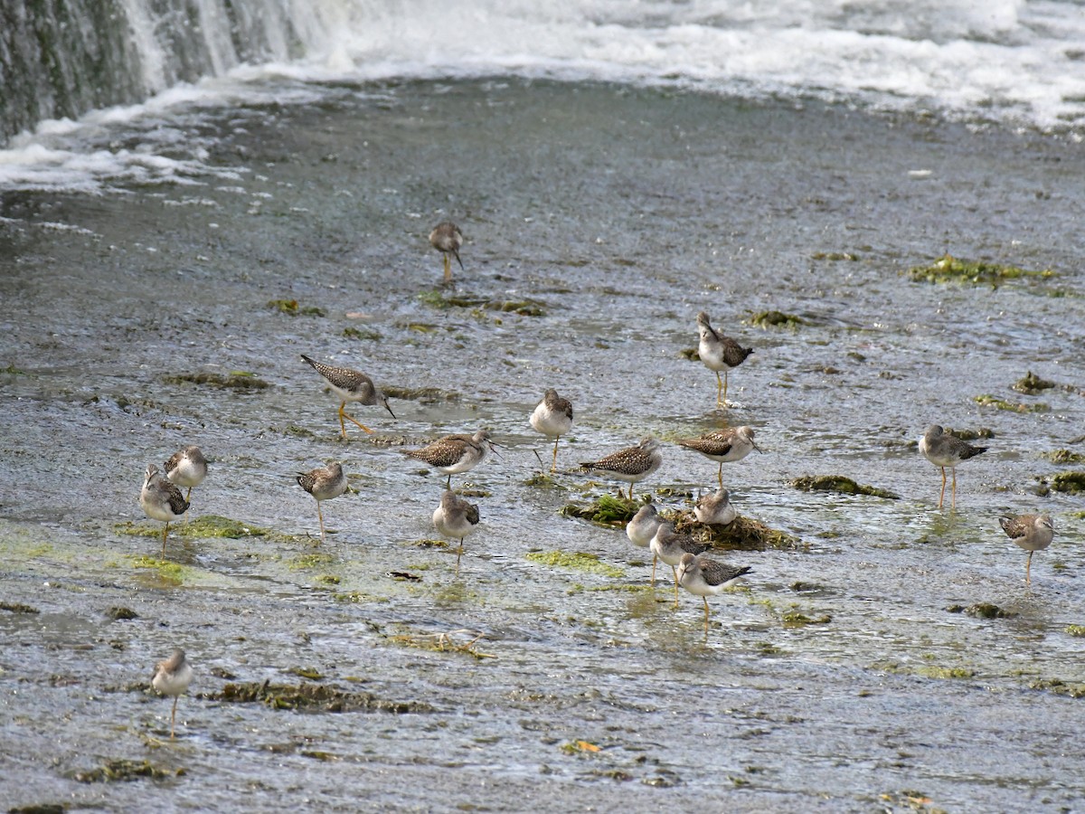 Lesser Yellowlegs - Anonymous