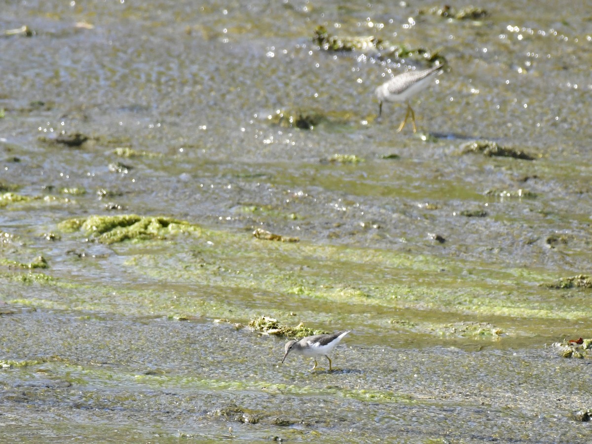 Spotted Sandpiper - ML611027747