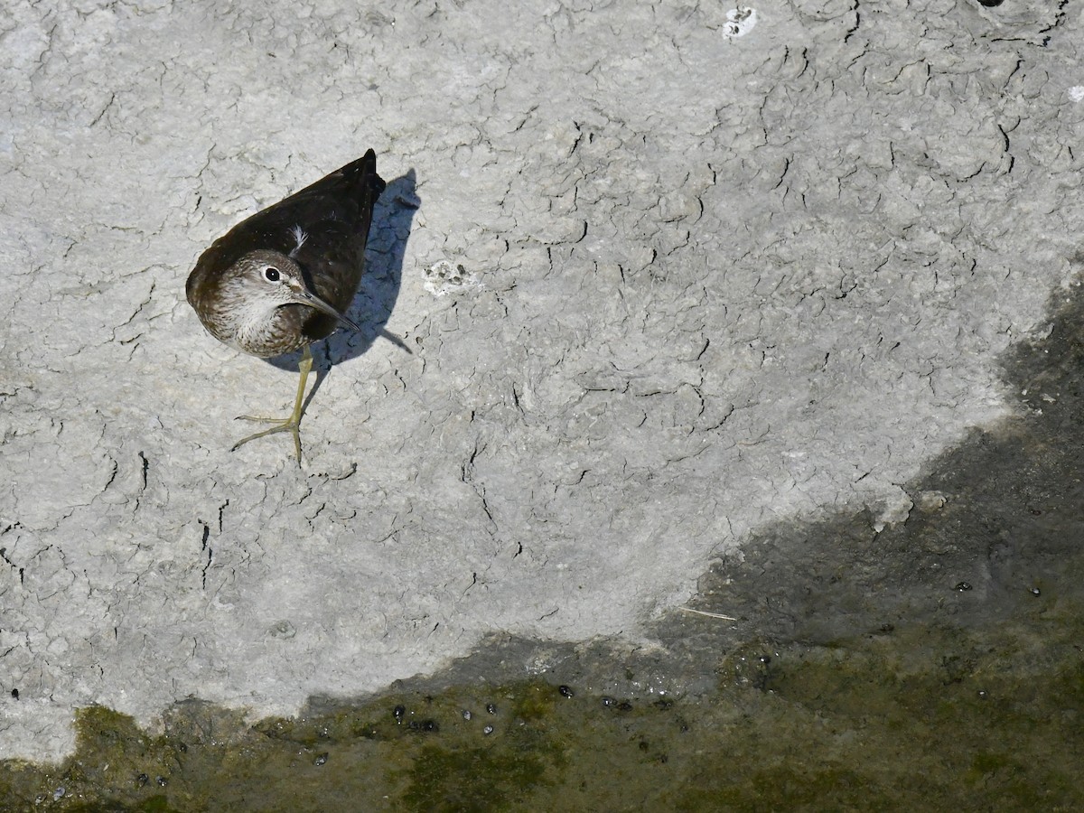 Solitary Sandpiper - ML611027767