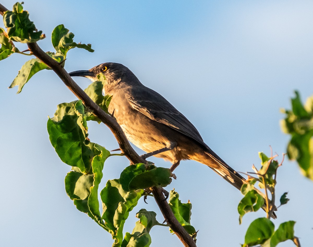 Curve-billed Thrasher - Mary-Rose Hoang