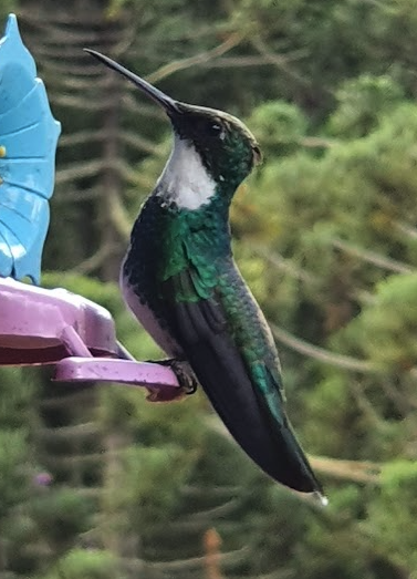 Colibrí Gargantilla - ML611027808