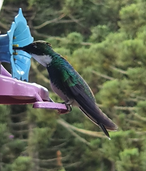 White-throated Hummingbird - ML611027809