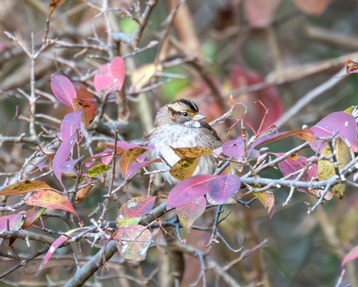 White-throated Sparrow - Peter Rosario