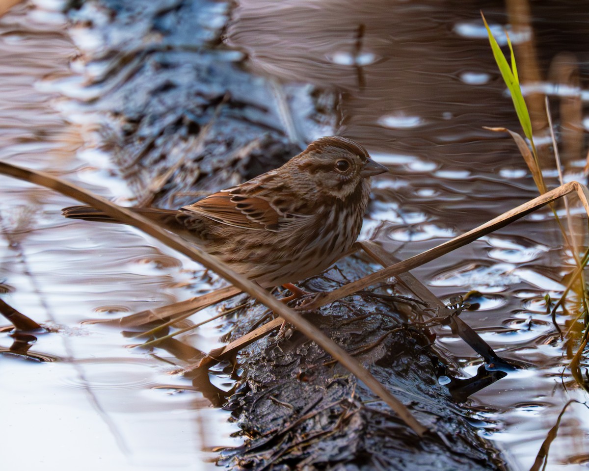 Song Sparrow - Peter Rosario