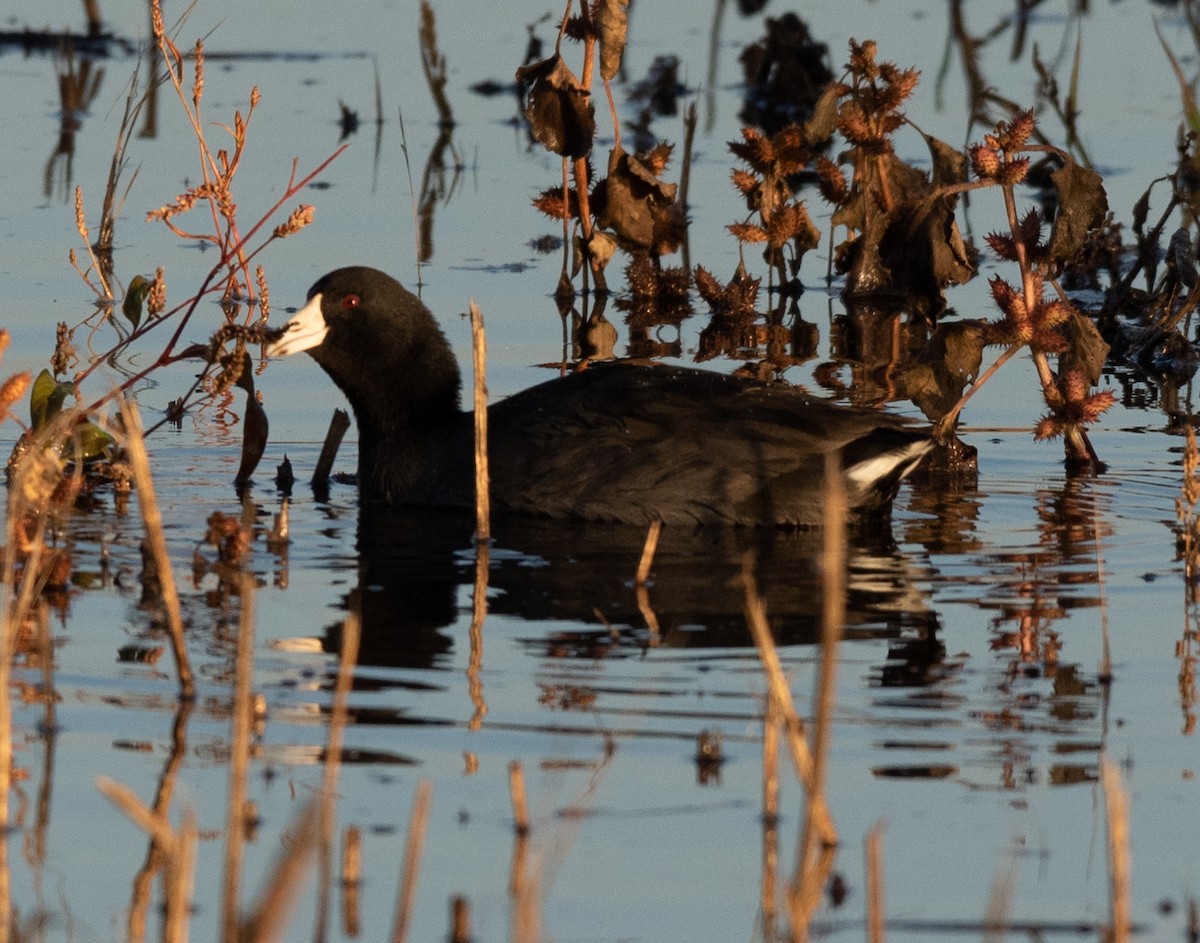 American Coot - ML611027867