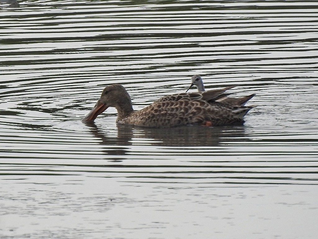 Northern Shoveler - Richard Garrigues