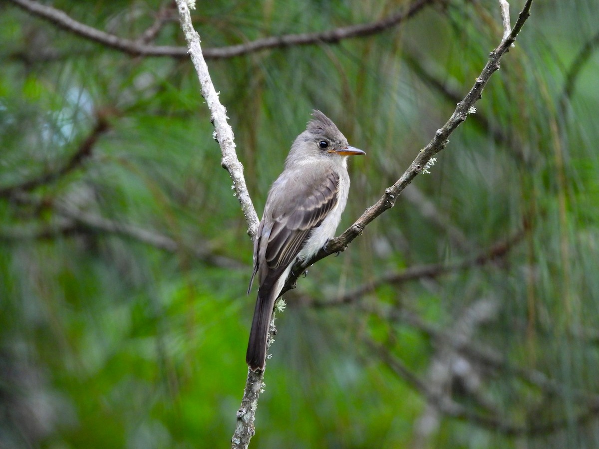 Greater Pewee - Osvaldo Balderas San Miguel