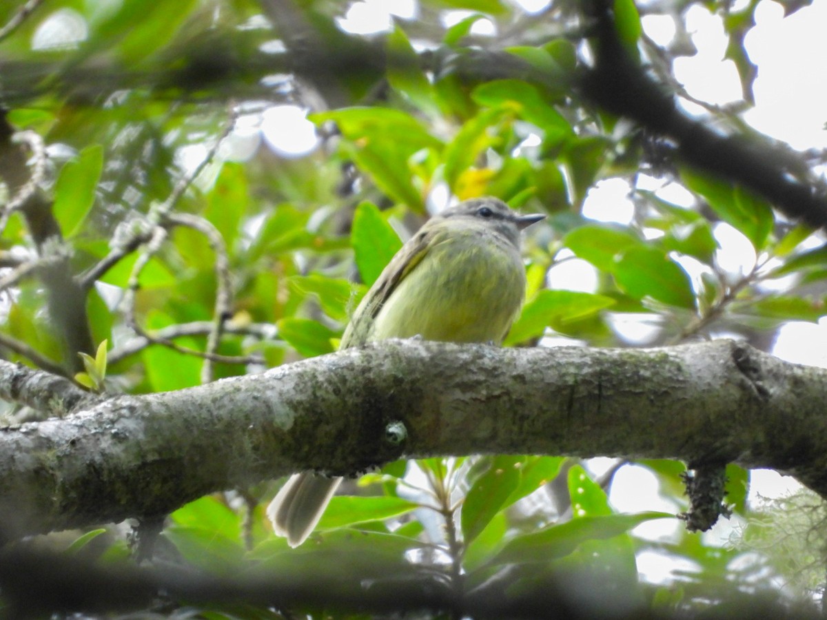 Greenish Elaenia - Osvaldo Balderas San Miguel