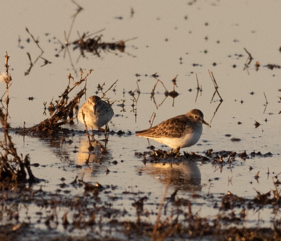 Least Sandpiper - ML611028050