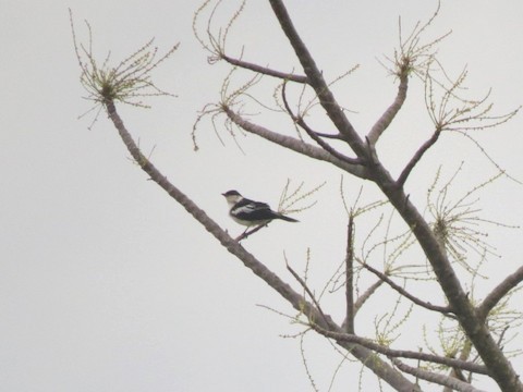 White-shouldered Triller - Bob Hargis