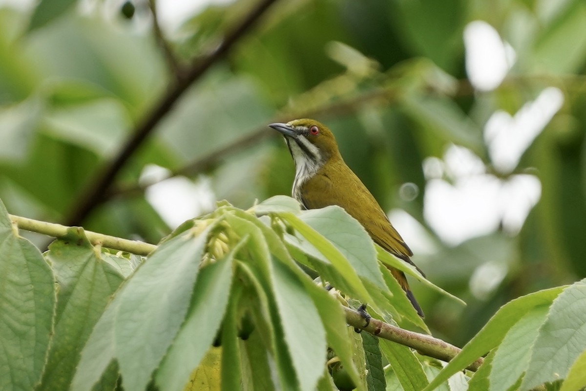 Yellow-vented Flowerpecker - ML611028179